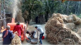 ঝালকাঠিতে ৪৬ হাজার ৭৫০ হেক্টর জমিতে আমন আবাদ