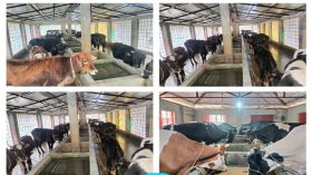 গরুর ফার্ম করে কোটিপতি সফল উদ্যোক্তা বাদল তালুকদার