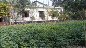 ঝালকাঠিতে পারিবারিক সবজিতে আগ্রহ বাড়ছে