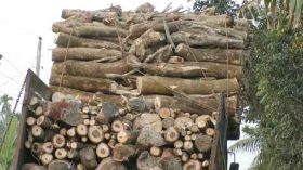 ইটভাটায় পোড়ানো হচ্ছে গাছের গুঁড়ি-কাঠ