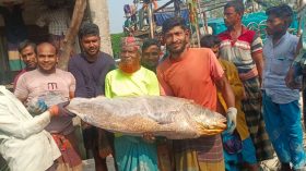 এক ভোল মাছ সাড়ে ৩ লাখ টাকায় বিক্রি