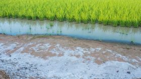 লবনাক্ত জমিতে ফসলের সমারোহ