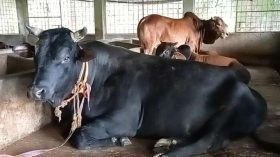বীর বাহাদুরের দাম হাঁকা হচ্ছে ৮ লাখ টাকা