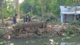 গুঠিয়ায় আদালতের নিষেধাজ্ঞা উপেক্ষা করে অর্ধশত গাছ কাটার অভিযোগ