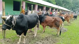 ইন্দুরকানীতে কোরবানির পশুর হাটে ধস, নেই বেচা-বিক্রি