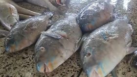 সাগরে ধরা পড়ল বিরল প্রজাতির ‘প্যারট ফিস’