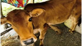 ল্যাম্পিংস্কিন রোগে আক্রান্ত গবাদি পশু, আতঙ্কে খামারিরা