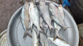 বরগুনায় ক্রেতার ভিড়ে সরগরম পুরাকাটা ফেরিঘাট