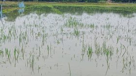 টানা বৃষ্টিতে পানির নিচে আমনের বীজতলা, ক্ষতির শঙ্কা