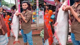 পায়রায় বড়শিতে ধরা পড়েছে ১১ কেজি ওজনের বিশাল পাঙ্গাশ