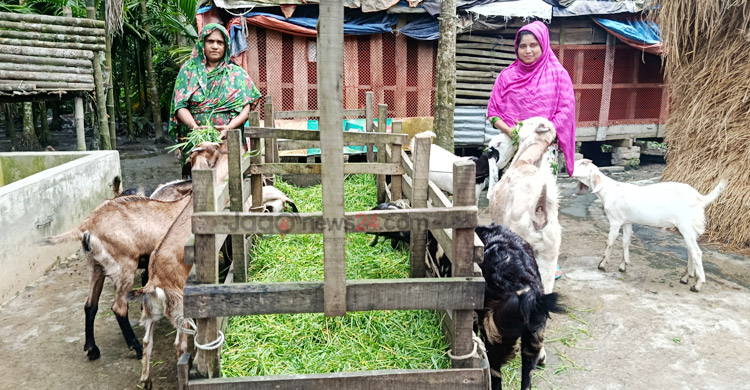 ছাগলের খামারে বদলে গেছে মনোয়ারার জীবন