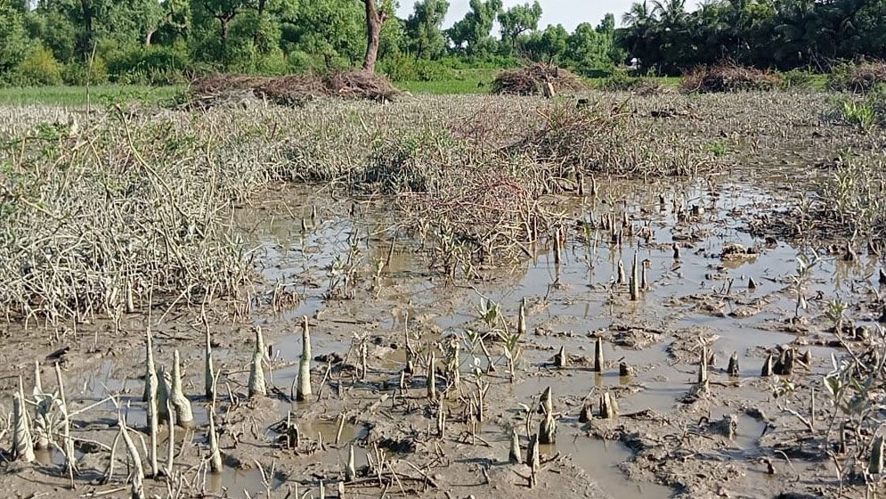 গঙ্গামতির সংরক্ষিত বন দখলে প্রভাবশালীরা