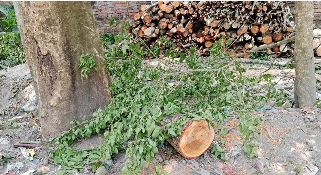 রাতের আঁধারে সরকারি গাছ কেটে নেয়ার সময় জব্দ