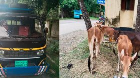 মির্জাগঞ্জে চুরি হওয়া ৪টি গাভী উদ্ধার, পিকআপ জব্দ