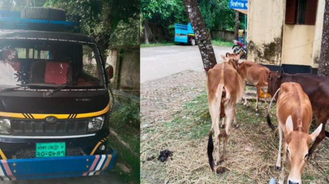 মির্জাগঞ্জে চুরি হওয়া ৪টি গাভী উদ্ধার, পিকআপ জব্দ