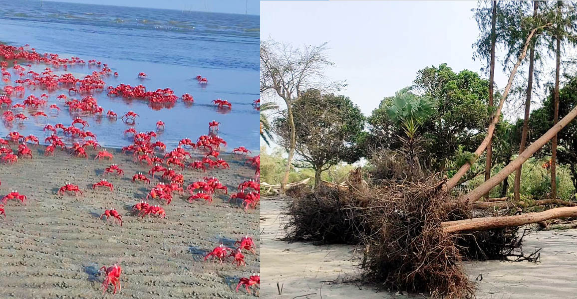 দূষণ-বন উজাড়ে বিপর্যস্ত কুয়াকাটা সৈকত, ঝুঁকিতে লাল কাঁকড়া