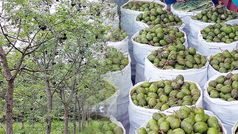  জমজমাট ঝালকাঠির আমড়া বাজার 