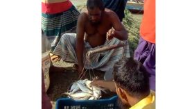 গলাচিপায় নিষেধাজ্ঞা অমান্য করে বসছে অবৈধ ইলিশের হাট