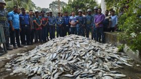 আমতলীতে ১৫শ কেজি জাটকা জব্দ