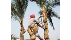 বাউফলে কালের বিবর্তনে হারিয়ে যাচ্ছে ঐতিহ্যবাহী খেজুরে রস