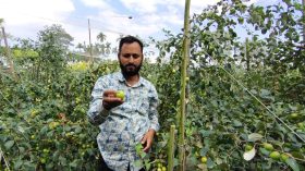 বড়ই চাষে সফল লালমোহনের মোহাম্মদ হোসেন