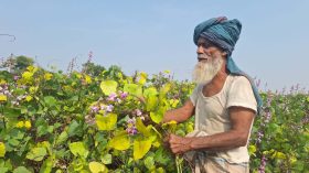 বরগুনার ‘সবজি গ্রামে’ শিম চাষিদের নিঃশব্দ আর্তনাদ