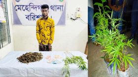 মেহেন্দীগঞ্জে ১৩ গাঁজা গাছসহ মাদক ব্যবসায়ী আটক