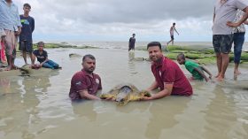 কুয়াকাটা সৈকতে এবার জীবিত অলিভ রিডলি সামুদ্রিক কচ্ছপ উদ্ধার