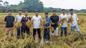 নলছিটিতে সেচ্ছাশ্রমে কৃষকের ধান কেটে দিল ছাত্রদল
