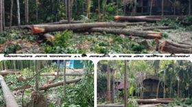 ‎পিরোজপুরে সেনা সদস্যের জমির ৫২টি গাছ কাটার অভিযোগ
