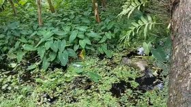 ভাণ্ডারিয়ায় অজ্ঞাত যুবকের অর্ধগলিত মরদেহ উদ্ধার