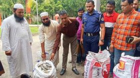 চরফ্যাশনে পুলিশের অভিযানে ২০০ কেজি মা ইলিশ জব্দ