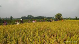 উজিরপুরে ফসলের মাঠজুড়ে ধান আর ধান কৃষকের মুখে হাসির ঝিলিক!