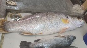 ২০ হাজারে বিক্রি হলো ১৮ কেজির কোরাল