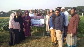 কলাপাড়ায় মাঠ দিবস অনুষ্ঠিত