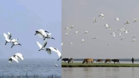 অতিথি পাখির মধুর কলতানে মুখর তারুয়া বিচ