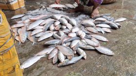 সাগরে মিলছে না কাঙ্ক্ষিত মাছ, লোকসানে মৎস্যজীবীরা