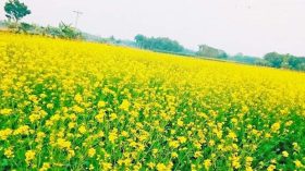 ভোলায় কৃষি বিভাগের অবহেলায় বিপাকে সরিষা চাষিরা