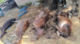গভীর রাতে গোয়াল ঘরে আগুনে পুড়ে ৭ গরু ছাই