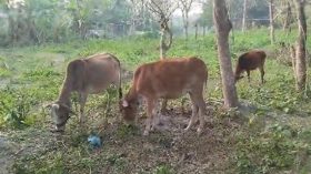দুমকিতে মসজিদের ইমামের ৪টি গরু লুটের অভিযোগ নারীর বিরুদ্ধে