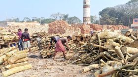 ইটভাটায় পুড়ছে কাঠ, হুমকিতে পরিবেশ