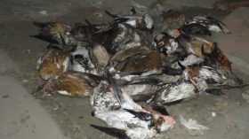 বিভিন্ন প্রজাতির ২৯ পরিযায়ী পাখি উদ্ধার