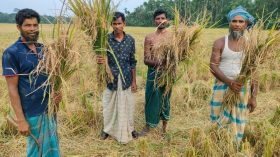 হাইব্রিডের ফাঁদে কৃষকের ৩২ একর জমির ধান নষ্ট