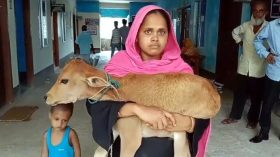 চাঁদা না দেওয়ায় গাভি নিয়ে বিএনপি নেতা, বাছুর নিয়ে আদালতে নারী