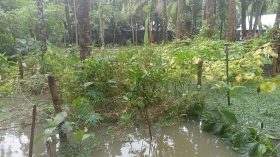 ঝালকাঠিতে পানি বৃদ্ধিতে নিম্নাঞ্চল প্লাবিত, ব্যাপক ক্ষতির শঙ্কা