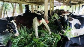 ভোলায় কোরবানিযোগ্য ১ লাখ ২ হাজার ৭৬৯ গরু প্রস্তুত