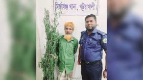 মির্জাগঞ্জে পাট চাষের আড়ালে গাঁজা চাষ
