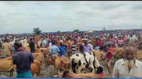 আমতলীর হাটে গরু বেশি, ক্রেতা কম