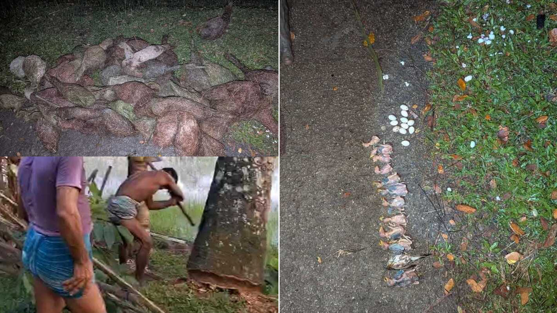 ঝালকাঠিতে বাবুই পাখি হত্যার ঘটনায় ২ মামলা