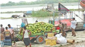 অযত্ন-অবহেলার পরও বীরদর্পে ভোলার হাজার কোটি টাকার ডাবের অর্থনীতি